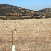 proyecto majuelo madridejos liberar rapaces