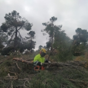 limpia arbolado monte madridejos