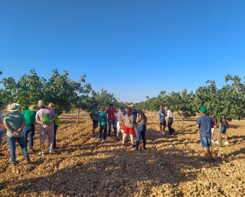 cultivo pistacho madridejos