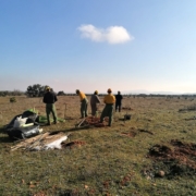 reforestacion sierra madridejos