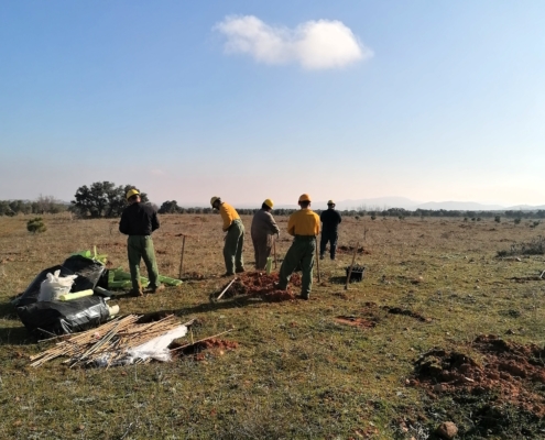 reforestacion sierra madridejos