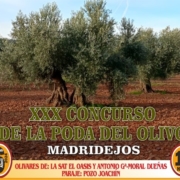 xxx concurso poda olivo madridejos