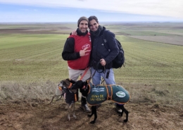 carrera galgos en campo