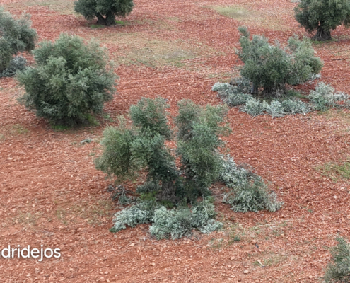 olivar